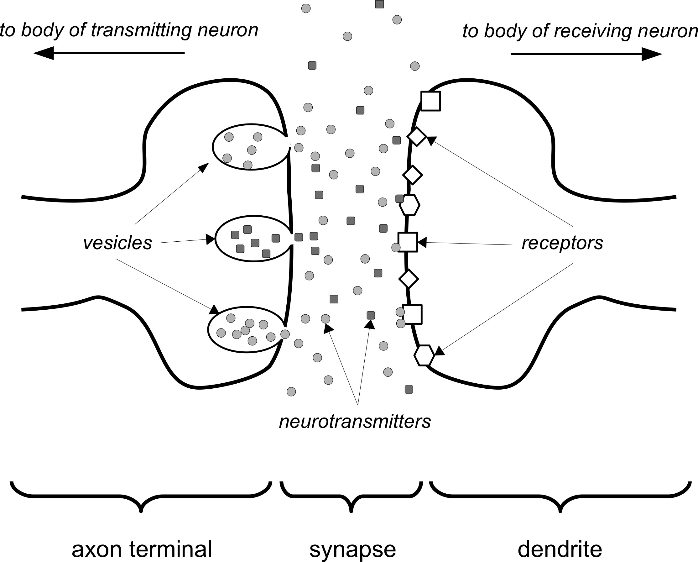 Figure 6: Signals being passed across a synapse using neurotransmitters.